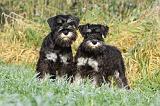 SCHNAUZER NAIN 040